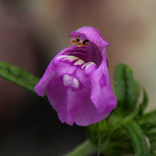 Schmalblättriger Hohlzahn / Galeopsis angustifolia